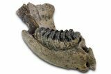 Southern Mammoth Partial Mandible with M Molar - Hungary #337194-6
